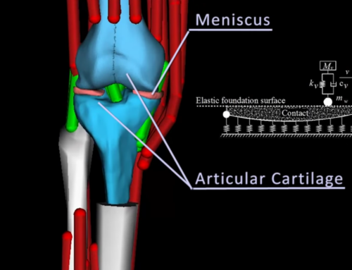 Human Knee Simulation based on Realistic Musculoskeletal Models