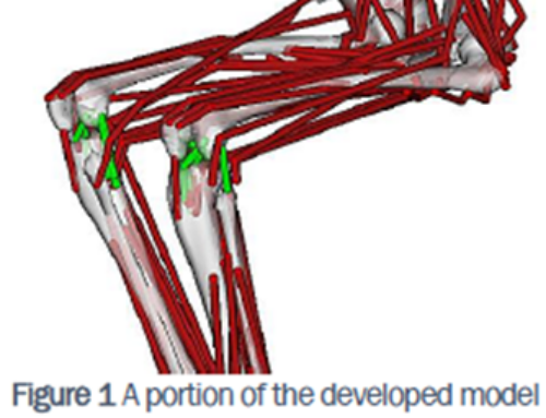 ACL Reconstruction Decision Support Through Personalized Simulation of the Lachman Test and Custom Activities