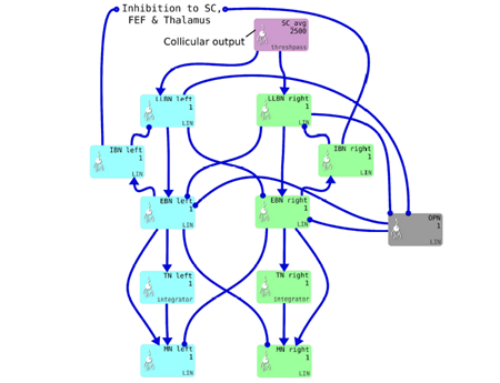 Integrating Brain and Biomechanical Models—A New Paradigm for Understanding Neuro-muscular Control  —  Frontiers in Neuroscience, February 2018